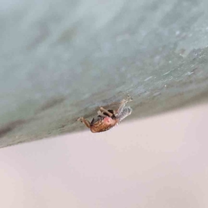 Eurymeloides sp. (genus) at O'Connor, ACT - 21 Jan 2023 10:00 AM