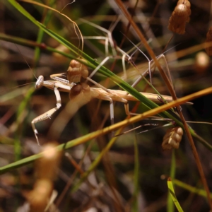 Tenodera australasiae at O'Connor, ACT - 21 Jan 2023