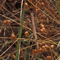 Tenodera australasiae at O'Connor, ACT - 21 Jan 2023