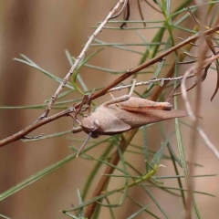 Goniaea australasiae (Gumleaf grasshopper) at O'Connor, ACT - 20 Jan 2023 by ConBoekel