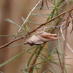 Goniaea australasiae (Gumleaf grasshopper) at Dryandra St Woodland - 20 Jan 2023 by ConBoekel