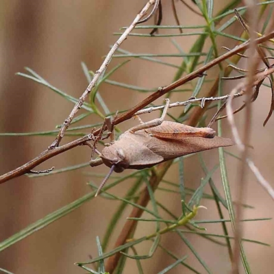 Goniaea australasiae (Gumleaf grasshopper) at Dryandra St Woodland - 20 Jan 2023 by ConBoekel
