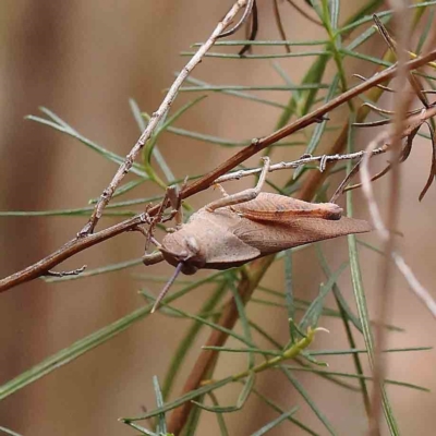 Goniaea australasiae (Gumleaf grasshopper) at O'Connor, ACT - 21 Jan 2023 by ConBoekel