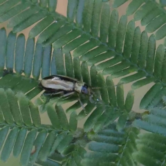 Monolepta froggatti (Leaf beetle) at O'Connor, ACT - 21 Jan 2023 by ConBoekel