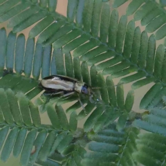 Monolepta froggatti (Leaf beetle) at O'Connor, ACT - 20 Jan 2023 by ConBoekel
