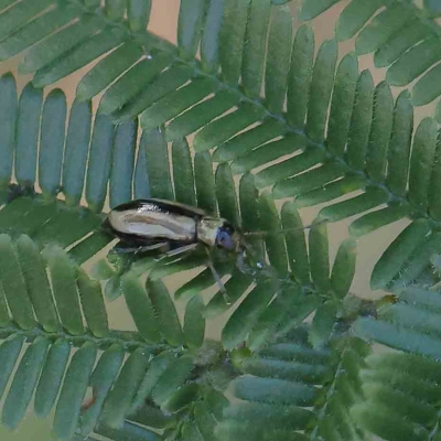 Monolepta froggatti (Leaf beetle) at Dryandra St Woodland - 20 Jan 2023 by ConBoekel