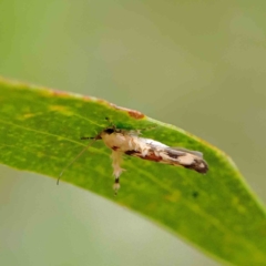 Stathmopoda melanochra (An Oecophorid moth (Eriococcus caterpillar)) at O'Connor, ACT - 20 Jan 2023 by ConBoekel