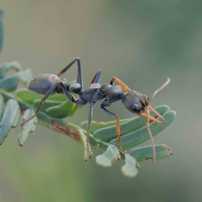 Myrmecia sp., pilosula-group (Jack jumper) at O'Connor, ACT - 21 Jan 2023 by ConBoekel