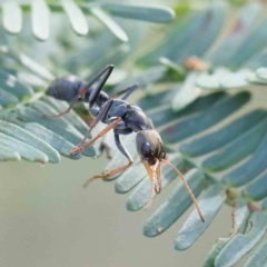 Myrmecia sp., pilosula-group at O'Connor, ACT - 21 Jan 2023 09:48 AM