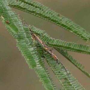 Rayieria acaciae at O'Connor, ACT - 21 Jan 2023