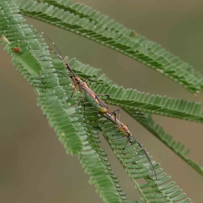 Rayieria acaciae (Acacia-spotting bug) at O'Connor, ACT - 21 Jan 2023 by ConBoekel