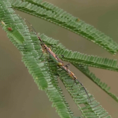 Rayieria acaciae (Acacia-spotting bug) at O'Connor, ACT - 21 Jan 2023 by ConBoekel