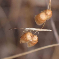 Mutusca brevicornis (A broad-headed bug) at Dryandra St Woodland - 21 Jan 2023 by ConBoekel