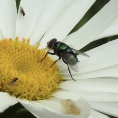 Chrysomya sp. (genus) (A green/blue blowfly) at Burradoo - 22 Jan 2023 by GlossyGal