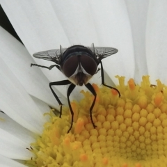 Chrysomya sp. (genus) at Burradoo, NSW - 22 Jan 2023