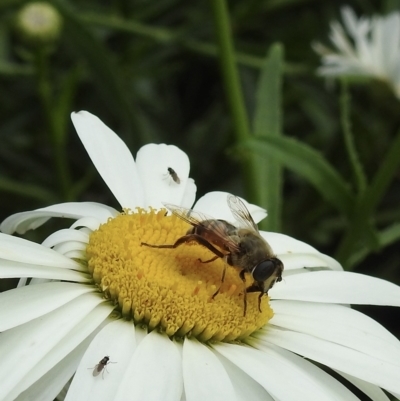 Eristalis tenax (Drone fly) at Wingecarribee Local Government Area - 15 Jan 2023 by GlossyGal