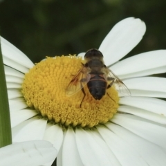 Eristalis tenax at Burradoo, NSW - suppressed