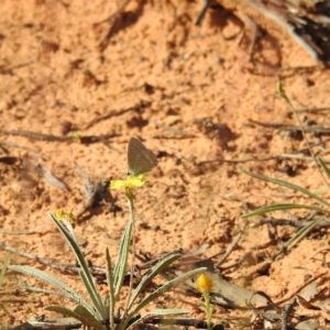 Goodenia willisiana at Hattah, VIC - suppressed