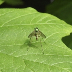 Austrosciapus sp. (genus) (Long-legged fly) at Burradoo, NSW - 16 Dec 2022 by GlossyGal