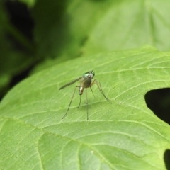 Austrosciapus sp. (genus) at Burradoo, NSW - suppressed