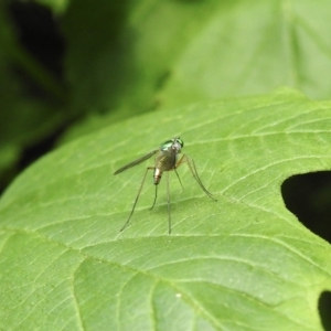 Austrosciapus sp. (genus) at Burradoo, NSW - suppressed