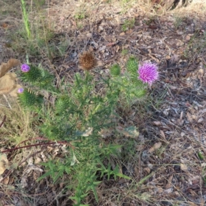 Cirsium vulgare at Greenway, ACT - 18 Feb 2023