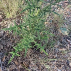 Cirsium vulgare at Greenway, ACT - 18 Feb 2023 08:30 AM