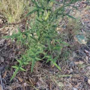 Cirsium vulgare at Greenway, ACT - 18 Feb 2023 08:30 AM