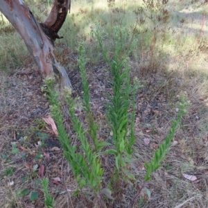 Erigeron sumatrensis at Greenway, ACT - 18 Feb 2023