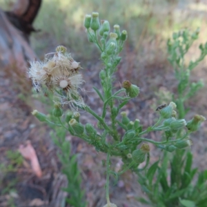 Erigeron sumatrensis at Greenway, ACT - 18 Feb 2023