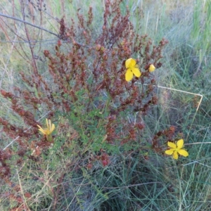 Hypericum perforatum at Greenway, ACT - 18 Feb 2023 08:34 AM