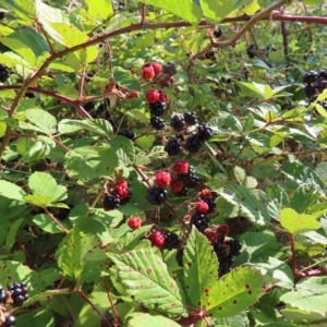 Rubus anglocandicans at Greenway, ACT - 18 Feb 2023 08:38 AM