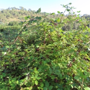 Rubus anglocandicans at Greenway, ACT - 18 Feb 2023 08:38 AM