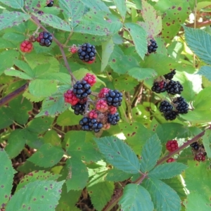 Rubus anglocandicans at Greenway, ACT - 18 Feb 2023