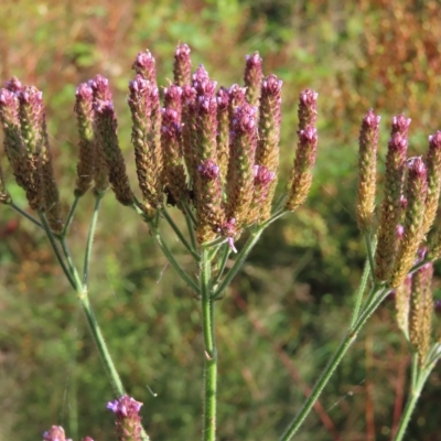 Verbena incompta (Purpletop) at Greenway, ACT - 17 Feb 2023 by MatthewFrawley