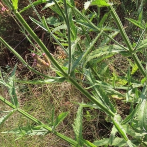 Verbena incompta at Greenway, ACT - 18 Feb 2023