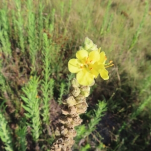 Verbascum thapsus subsp. thapsus at Greenway, ACT - 18 Feb 2023 08:41 AM