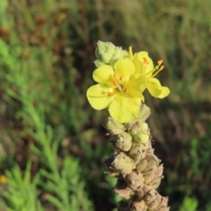 Verbascum thapsus subsp. thapsus at Greenway, ACT - 18 Feb 2023