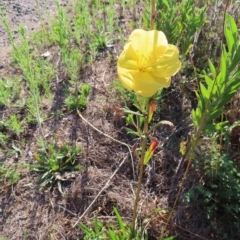 Oenothera stricta subsp. stricta (Common Evening Primrose) at Greenway, ACT - 18 Feb 2023 by MatthewFrawley