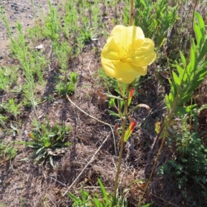 Oenothera stricta subsp. stricta at Greenway, ACT - 18 Feb 2023 08:43 AM