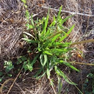 Oenothera stricta subsp. stricta at Greenway, ACT - 18 Feb 2023