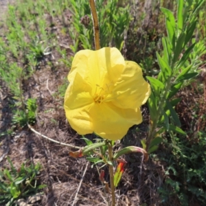 Oenothera stricta subsp. stricta at Greenway, ACT - 18 Feb 2023 08:43 AM