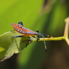 Amorbus (genus) (Eucalyptus Tip bug) at O'Connor, ACT - 16 Feb 2023 by ConBoekel