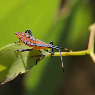 Amorbus sp. (genus) (Eucalyptus Tip bug) at Dryandra St Woodland - 16 Feb 2023 by ConBoekel