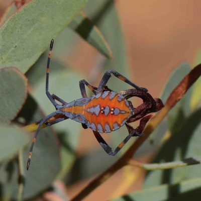 Amorbus sp. (genus) (Eucalyptus Tip bug) at O'Connor, ACT - 16 Feb 2023 by ConBoekel