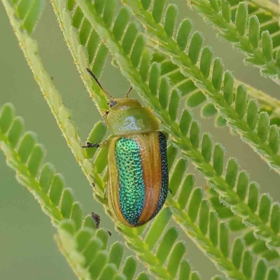 Calomela parilis (Leaf beetle) at Dryandra St Woodland - 15 Feb 2023 by ConBoekel