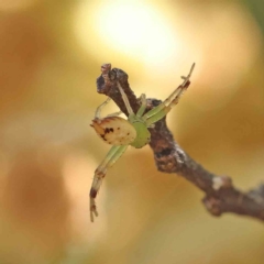 Australomisidia pilula (Lozenge-shaped Flower Spider) at Dryandra St Woodland - 16 Feb 2023 by ConBoekel