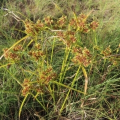 Cyperus eragrostis (Umbrella Sedge) at Greenway, ACT - 18 Feb 2023 by MatthewFrawley