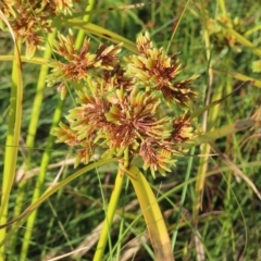 Cyperus eragrostis at Greenway, ACT - 18 Feb 2023 08:44 AM