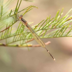 Austrolestes leda (Wandering Ringtail) at Dryandra St Woodland - 16 Feb 2023 by ConBoekel